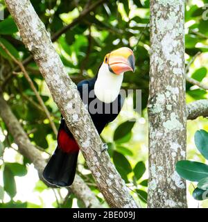 Toucan in the Brazilian forest. Photographed in Espirito Santo State, Brazil. Stock Photo