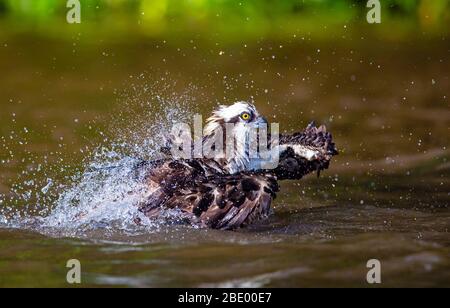 Osprey bathing, Costa Rica Stock Photo