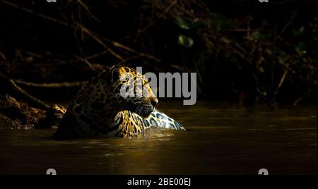 Jaguar in water, Pantanal, Brazil Stock Photo