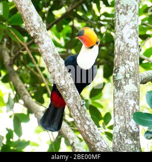 Toucan in the Brazilian forest. Photographed in Espirito Santo State, Brazil. Stock Photo