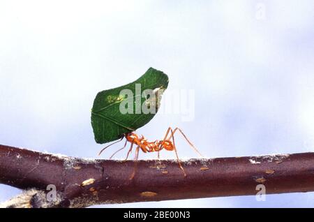 Leaf-cutting ant with leaf Stock Photo