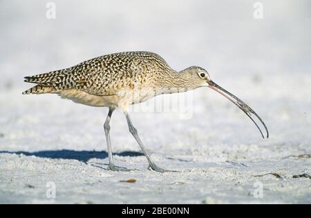 Long-billed Curlew Stock Photo