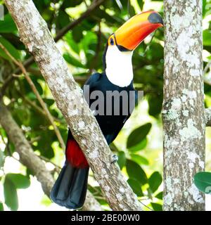 Toucan in the Brazilian forest. Photographed in Espirito Santo State, Brazil. Stock Photo