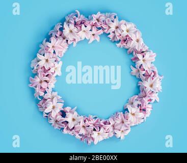 Flowers composition. Wreath made of Hyacinth Pink flowers on blue background in shape of circle frame. Easter, spring, summer, Valentines day concept. Stock Photo