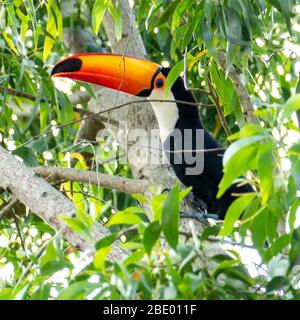 Toucan in the Brazilian forest. Photographed in Espirito Santo State, Brazil. Stock Photo