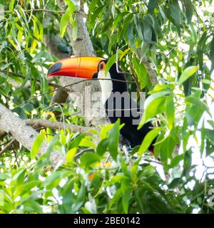 Toucan in the Brazilian forest. Photographed in Espirito Santo State, Brazil. Stock Photo