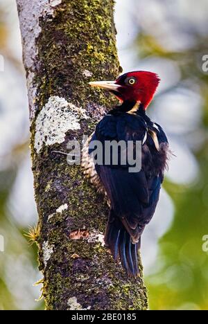 Pale-billed woodpecker (Campephilus guatemalensis) on tree, Sarapiqui, Costa Rica Stock Photo