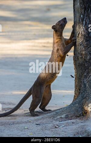 Fossa (Cryptoprocta ferox), Madagascar Stock Photo