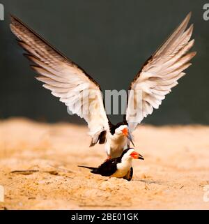 Black skimmers (Rynchops niger) mating, Pantanal, Brazil Stock Photo