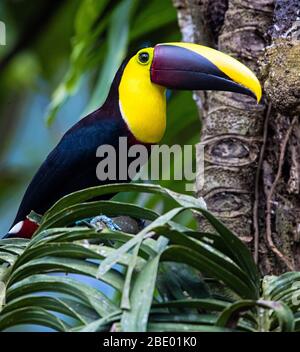 Chestnut-mandibled toucan or Swainsons toucan (Ramphastos ambiguous swainsonii), Sarapiqui, Costa Rica Stock Photo