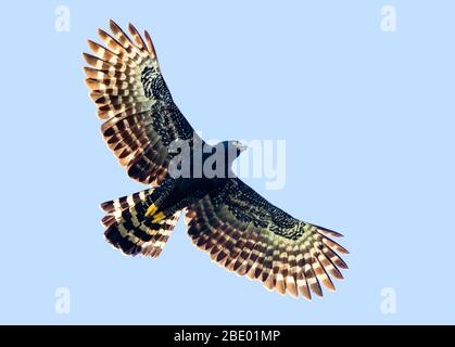 Sharp-shinned hawk (Accipiter striatus) in flight, Sarapiqui, Costa Rica Stock Photo