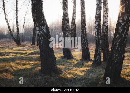 Path in birch forest in early spring with bright blue sky Stock Photo