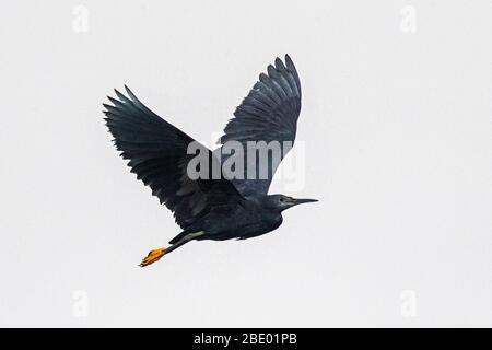 Dimorphic egret (Egretta dimorpha) in flight, Antananarivo, Madagascar Stock Photo