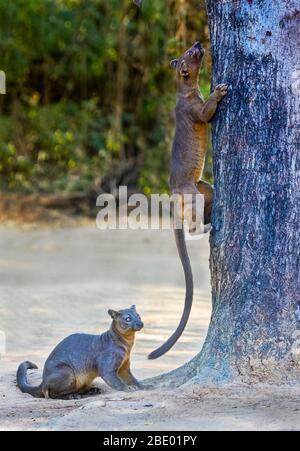 Close-up photo of fossas (Cryptoprocta ferox), Madagascar Stock Photo