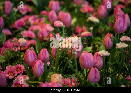 Colorful Tulips, Hyacinthus, Narcissus, Primula,Ranunculus Flowerbeds in International 'Grüne Woche', Messe Berlin, 2020
