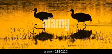 Sandhill cranes (Antigone canadensis), Soccoro, New Mexico, USA Stock Photo