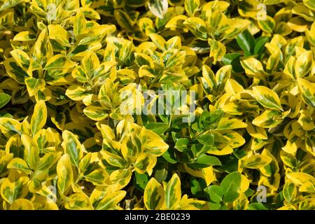golden Privet as a Eyecatcher in front of a Mall Stock Photo