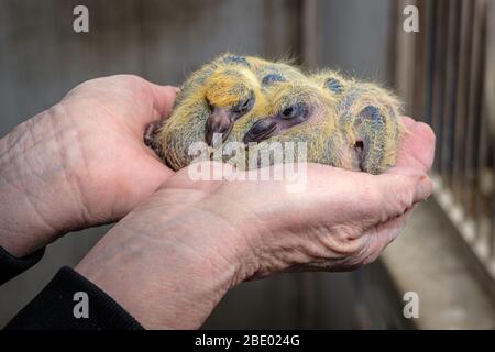 Closeup of two seven days old baby racing pigeons chicks sleeping in the hands of the pigeon fancier Stock Photo