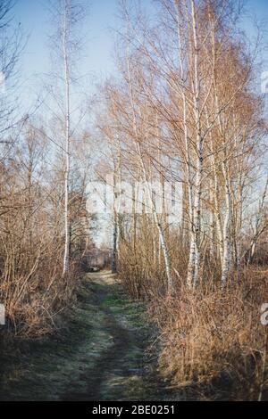 Path in birch forest in early spring with bright blue sky Stock Photo