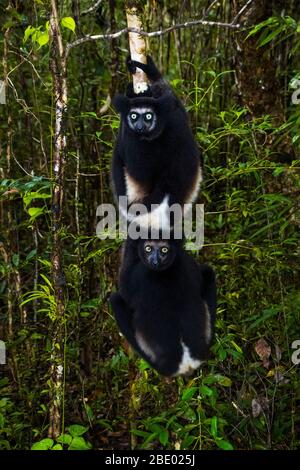 Black indris (Indri indri) among trees, Palmarium, Madagascar Stock Photo