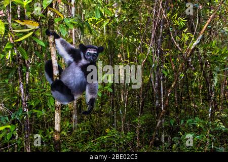 Black indri (Indri indri) among trees, Palmarium, Madagascar Stock Photo