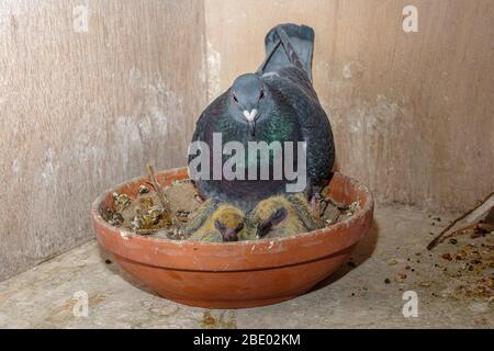 Closeup of two seven days old baby racing pigeons chicks with their mother sitting in a nest on the pigeon loft Stock Photo