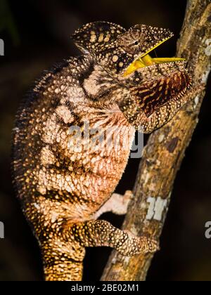 Portrait of Malagasy giant chameleon (Furcifer oustaleti) climbing branch, Madagascar Stock Photo