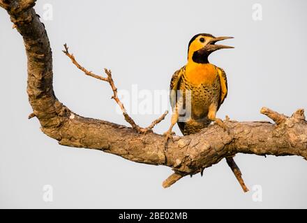 Portrait of campo flicker (Colaptes campestris) perching on branch, Pantanal, Brazil Stock Photo