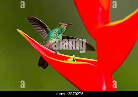 Fiery-throated hummingbird (Panterpe insignis) feeding on red wildflower, Sarapiqui, Costa Rica Stock Photo