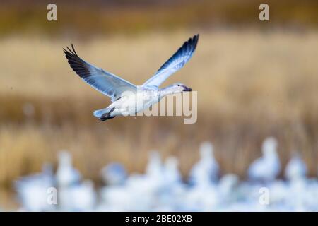 Snow goose (Anser caerulescens) during flight, Soccoro, New Mexico, USA Stock Photo