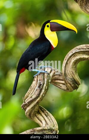Close up of chestnut-mandibled toucan standing on twisted branch, Sarapiqui, Costa Rica Stock Photo