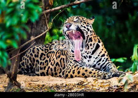 View of roaring jaguar lying in jungle, Pantanal, Brazil Stock Photo