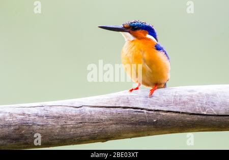 Close up of malachite kingfisher (Corythornis cristatus) standing on branch, Antananarivo, Madagascar Stock Photo