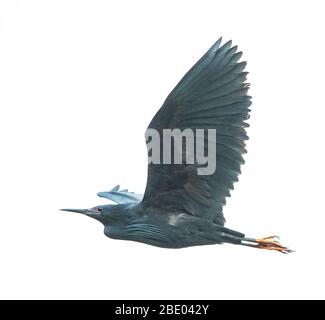 View of dimorphic egret (Egretta dimorpha) in flight, Antananarivo, , Madagascar Stock Photo