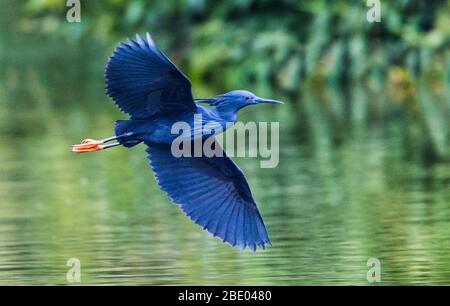 Dimorphic egret (Egretta dimorpha), Antananarivo, Madagascar Stock ...