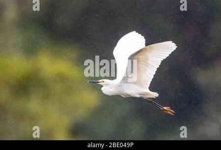 Dimorphic egret (Egretta dimorpha) in flight, Antananarivo, Madagascar Stock Photo