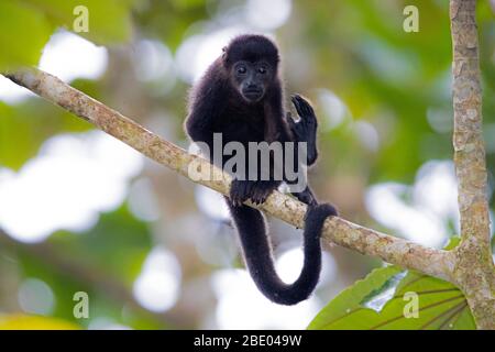 Mantled howler monkey (Alouatta palliata) sitting on tree branch, Sarapiqui, Costa Rica Stock Photo