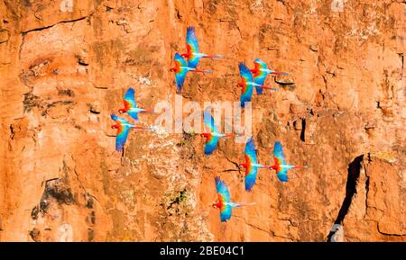 Group of red and green macaw (Ara chloropterus) in flight , Pantanal, Brazil Stock Photo