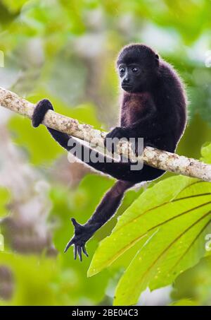 Mantled howler monkey (Alouatta palliata) sitting on tree branch, Sarapiqui, Costa Rica Stock Photo