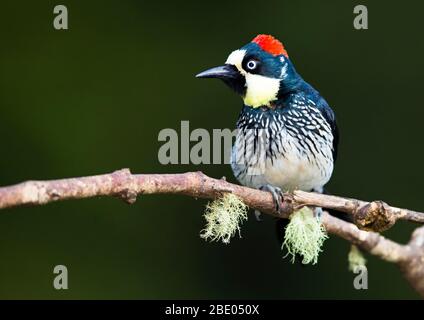 Acorn woodpecker (Melanerpes formicivorus) perching on branch, Talamanca mountains, Costa Rica Stock Photo