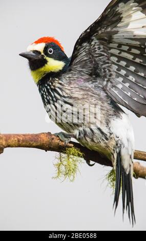 Acorn woodpecker (Melanerpes formicivorus) in close-up, Talamanca mountains, Costa Rica Stock Photo