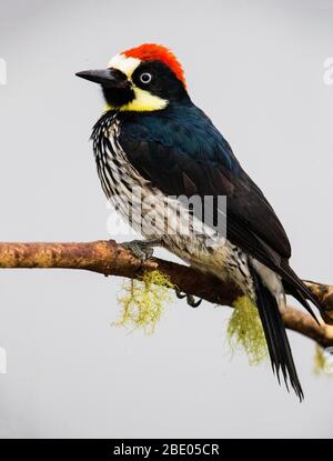 Side view of acorn woodpecker (Melanerpes formicivorus), Talamanca mountains, Costa Rica Stock Photo