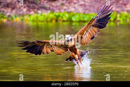 Black-collared hawk (Busarellus nigricollis) fishing, Pantanal, Brazil Stock Photo