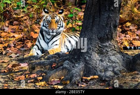 Bengal tiger (Panthera tigris tigris) lying near tree, India Stock Photo