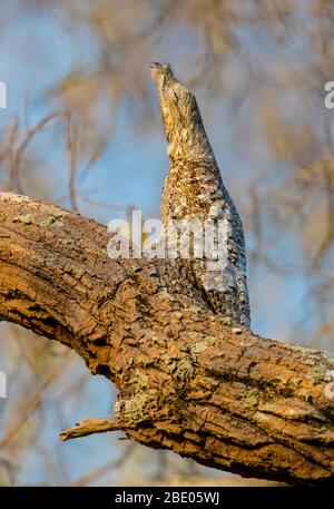 Great potoo (Nyctibius grandis) on tree, Pantanal, Brazil Stock Photo