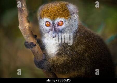 Portrait of eastern lesser bamboo lemur (Hapalemur griseus) also known as the gray bamboo lemur, Madagascar Stock Photo