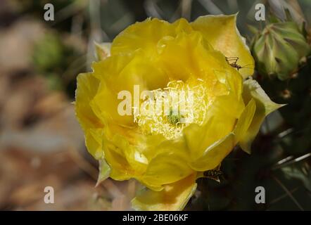 Close up of a beautiful yellow Prickly Pear flower and the insects that it attracts.