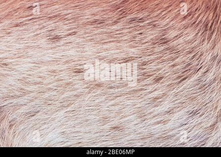 Light brown animal fur, full frame hairy texture detail. Close up. Stock Photo