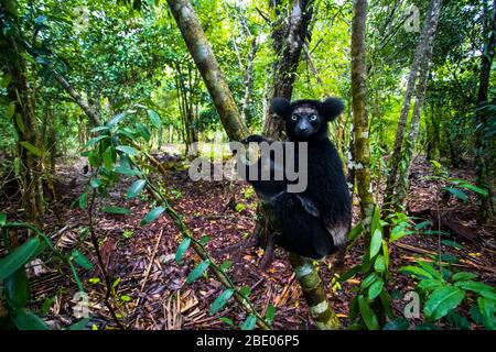 Portrait of black indri indr, Palmarium Reserve , Madagascar Stock Photo