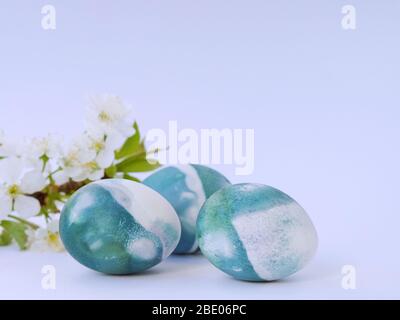 Easter eggs colored with a red cabbage natural colour on a white background with blank space decorated with spring flowers closeup. Stock Photo